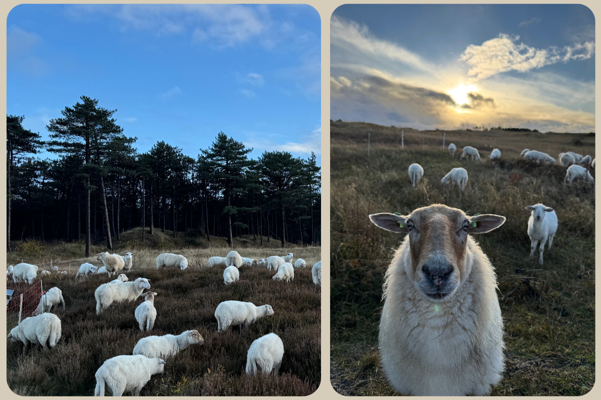 Een groep schapen in de wei in de Schoorlse duinen